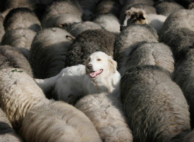 A dog among sheep in Bosnia (File photo)