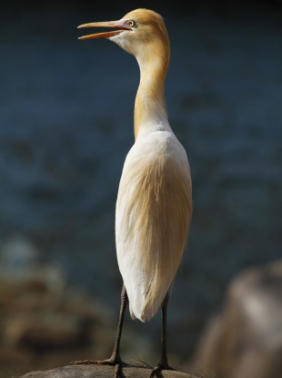 A cattle egret