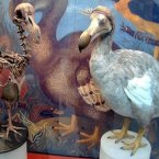 Risk category: Environmental
Risk likelihood: 3.68/5
Description: Threat of irreversible biodiversity loss through species extinction or ecosystem collapse.
(Image: Wikimedia)