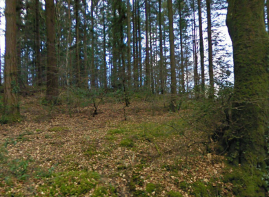 File photo of woodlands near Rathdrum in Co Wicklow.