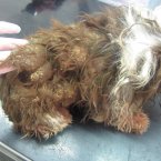 Pic: ISPCA