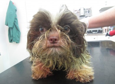 Jin, one of the dogs who was rescued