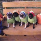 Pugs, not drugs. 

Image: Pugspot