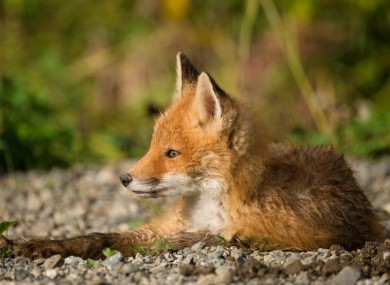 Red fox