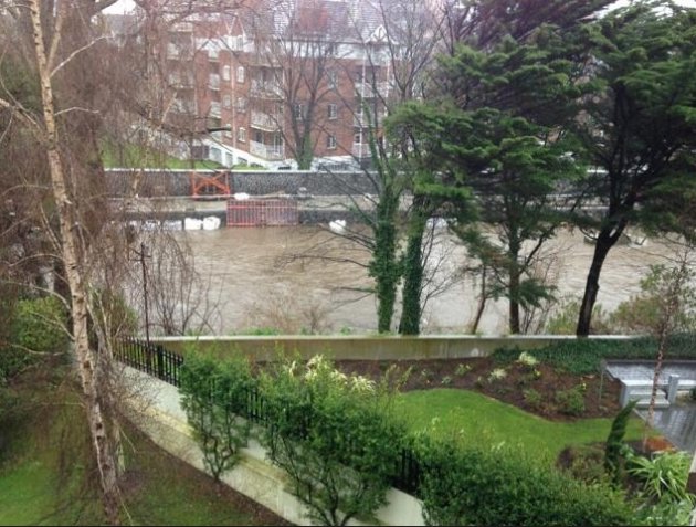 Dodder