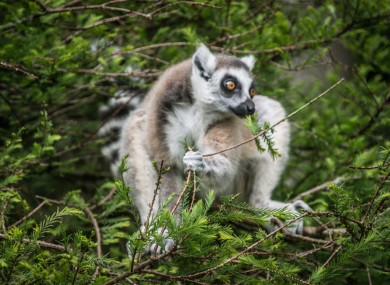 Fota Wildlife Park on Fota Island.