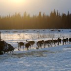 Veteran Iditarod musher Robert Bundtzen drives his team away.  