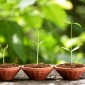 Column: Plants are at the heart of many crucial global issues facing us today