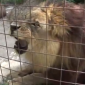 This lion is a big fan of a certain ice-cream flavour